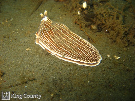 Photo of Armina californica